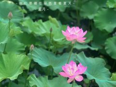 -济南大明湖景区