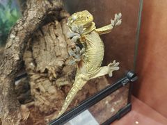 -帕帕拉兹宠物(亚洲旗舰店)