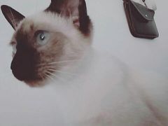 -瑞派雷欧宠物医院·24h夜诊·心脏骨科牙科·全科重症转诊中心(无影山店)
