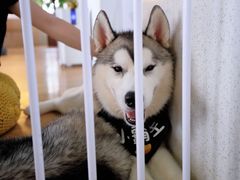 -Husky Go! 哈士奇体验馆·宠物咖啡厅狗咖