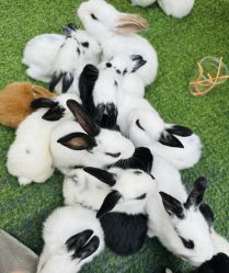 -萌宠亲子动物乐园(槐房万达店)