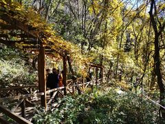 -大岭沟猕猴桃谷风景区