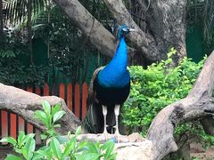 -广州长隆飞鸟乐园