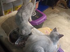 -more than meow吴止猫主题餐厅(承德 中船汇店)