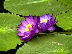 -国家植物园南园