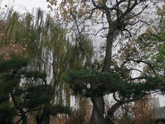 -元大都城垣遗址公园