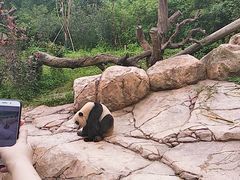 -广州长隆野生动物世界