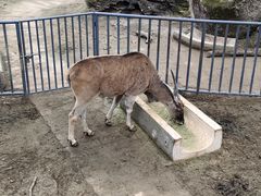 -成都动物园