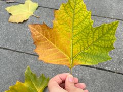 -龙头寺公园
