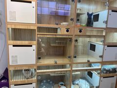 -山宅一喵德文卷毛猫舍