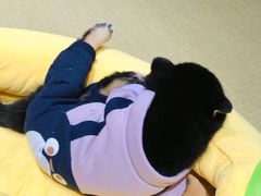 -逗柴咖啡屋·狗咖猫咖宠物桌游