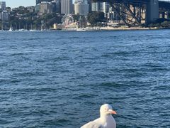 -悉尼海港大桥