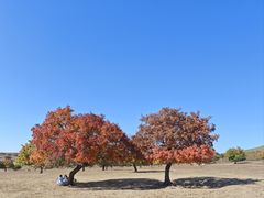 -五角枫生态旅游景区