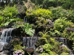 -深圳仙湖植物园