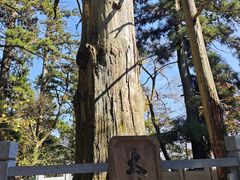 -天目山大树王景区