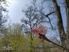 -桃花堤公园