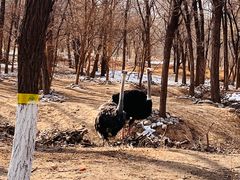 -北京野生动物园