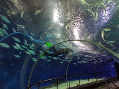 -上海海洋水族馆