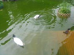 -九龙公园