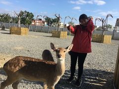 -鹿境梅花鹿生态园区
