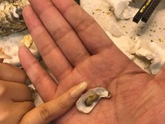 生蚝-圣罗巴海鲜自助(黑金店)