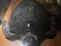 -胖子烧烤海鲜(亲贤北街店)