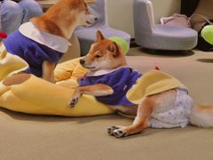 -逗柴咖啡屋·狗咖猫咖宠物桌游