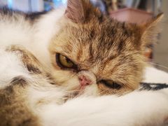 -平行世界·猫咖(首经贸店)