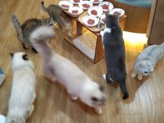 -滚猫咖啡·猫咖·猫友好撸猫(未来城店)