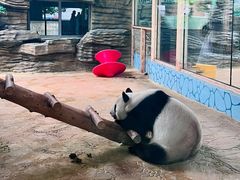 -西霞口神雕山野生动物世界