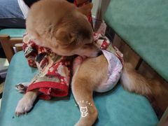 -猫色咖啡·猫咖