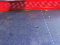 -小象钓虾·营地烧烤(洛溪店)