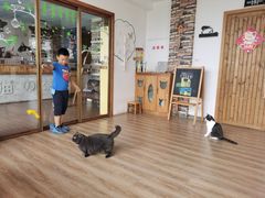 -猫的茶·猫咖