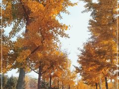 -东升八家郊野公园