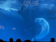 -海合安成都极地海洋公园