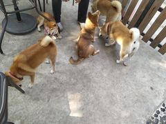 -柴犬高等学院·狗咖·柴犬售卖·宠物训练