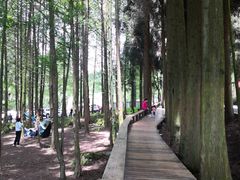 -武陵山森林公园