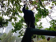 -吉隆坡雀鸟公园