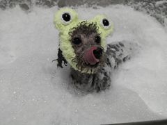 -Oh My Dog宠物沙龙(伊珊娜皮毛护理店)