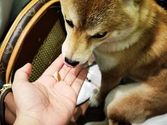 -蝶园·装修中(BFC外滩金融中心店)