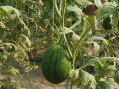 -庞各庄翠芳园西瓜蔬菜基地采摘园