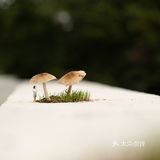 揭秘微缩拍摄场景的现场制作🌟