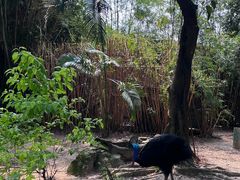 -广州长隆飞鸟乐园