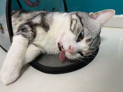 -乖乖宠物医院·猫科·急重症中心(车站北路分院)