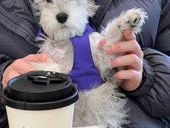 -帕帕拉兹宠物(亚洲旗舰店)