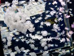 -太平洋海底世界