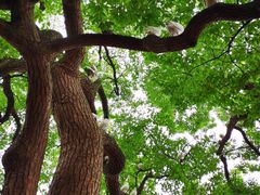 -西湖外事游船(湖滨二公园外事游船码头)