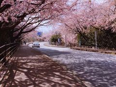 -Sakura·美颜社·日式私汤SPA