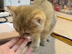-momokira米努特·德文卷毛猫·棉花面纱犬
