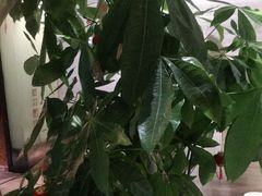 -眉州东坡(通州店)